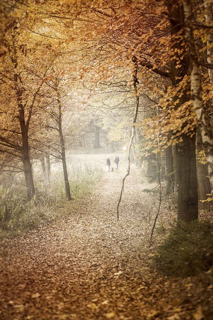 Angusfarm - Po obědě můžete vyrazit do nedalekých lesů na procházku